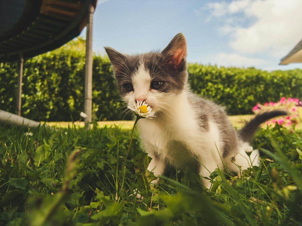 A small kitten sniffs a white daisy in a grassy garden area under a clear blue sky.
