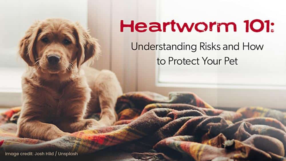 A puppy on a blanket with text: "Heartworm 101: Understanding Risks and How to Protect Your Pet.