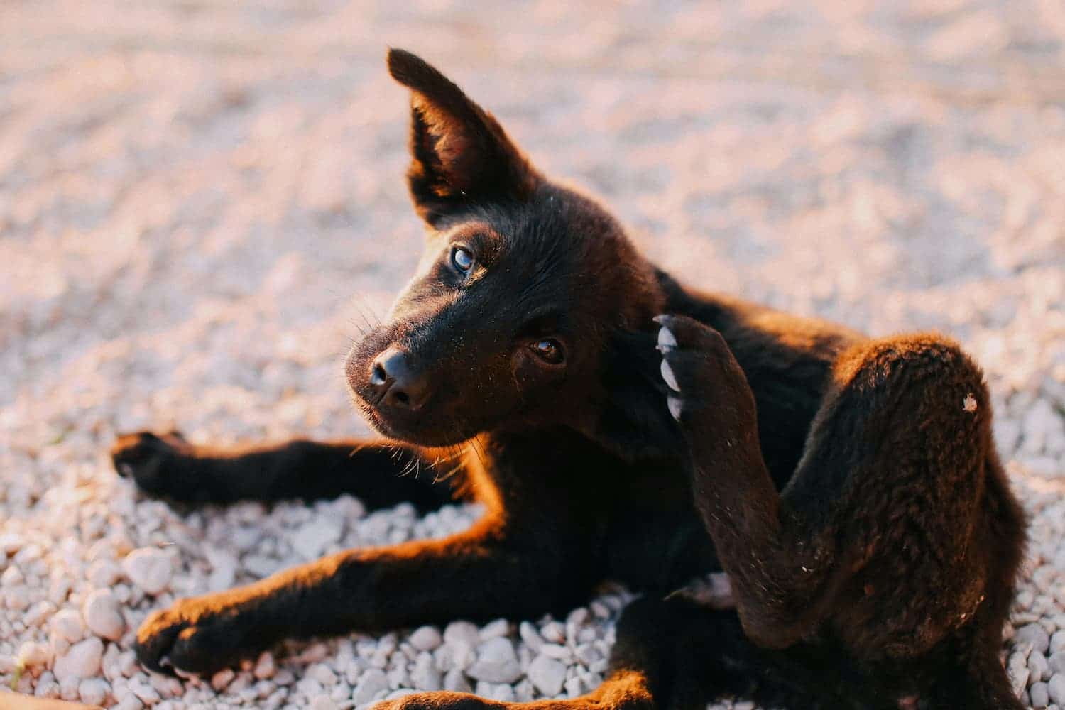 Black puppy scratching its ear with its hind leg while lying on gravel.
